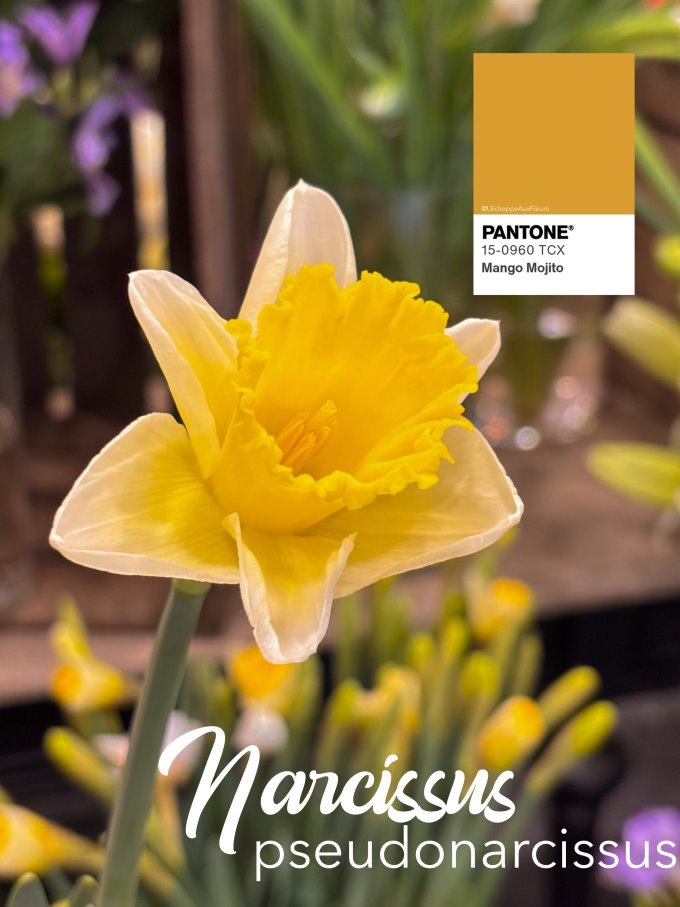 Fleurs de février photo 2